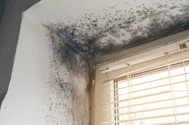 Affordable Attic Mold Remediation solutions in Capron, VA